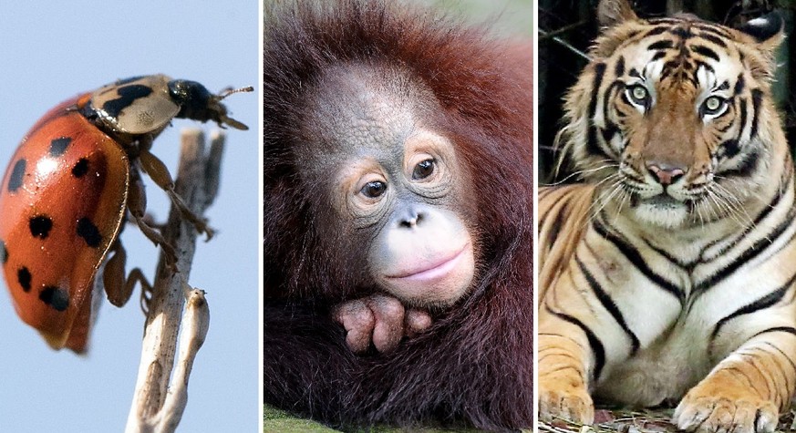 Gut gemeint, leider versagt – 3 Naturschutz-Projekte, die Tiere bedrohen