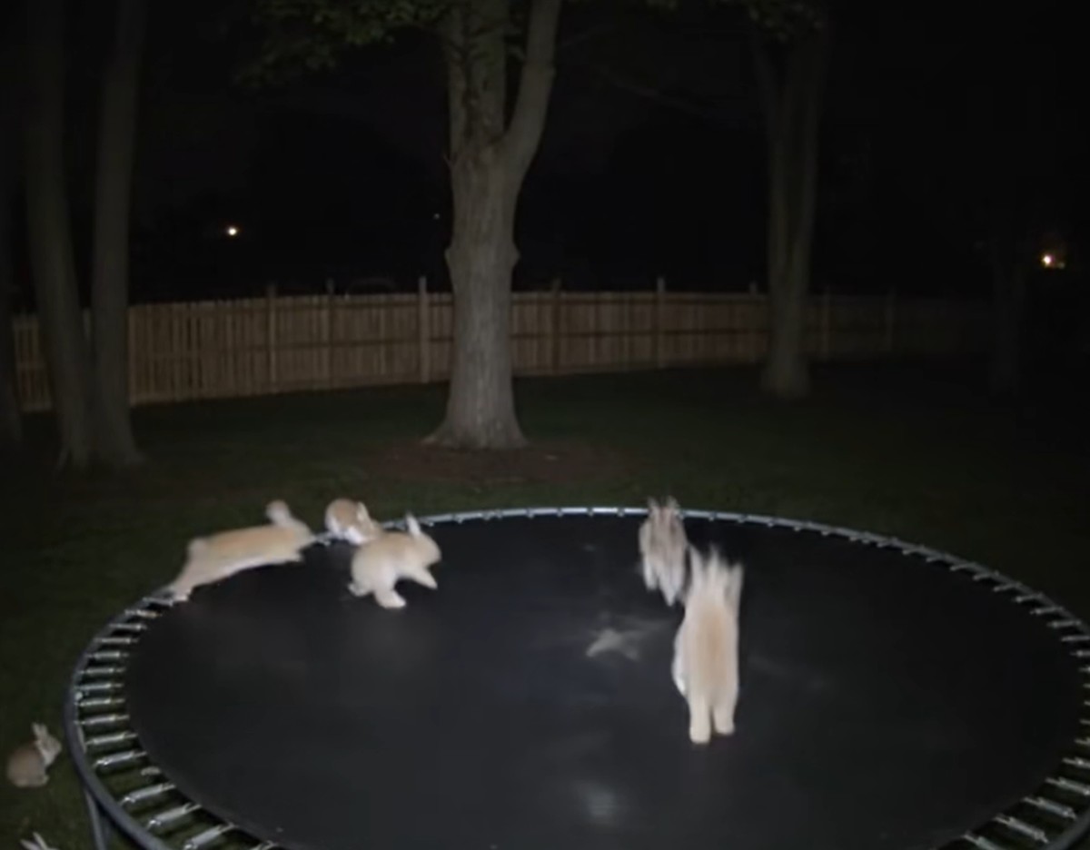 Für manche täuschend echt: KI-generierte Kaninchen auf einem Trampolin.