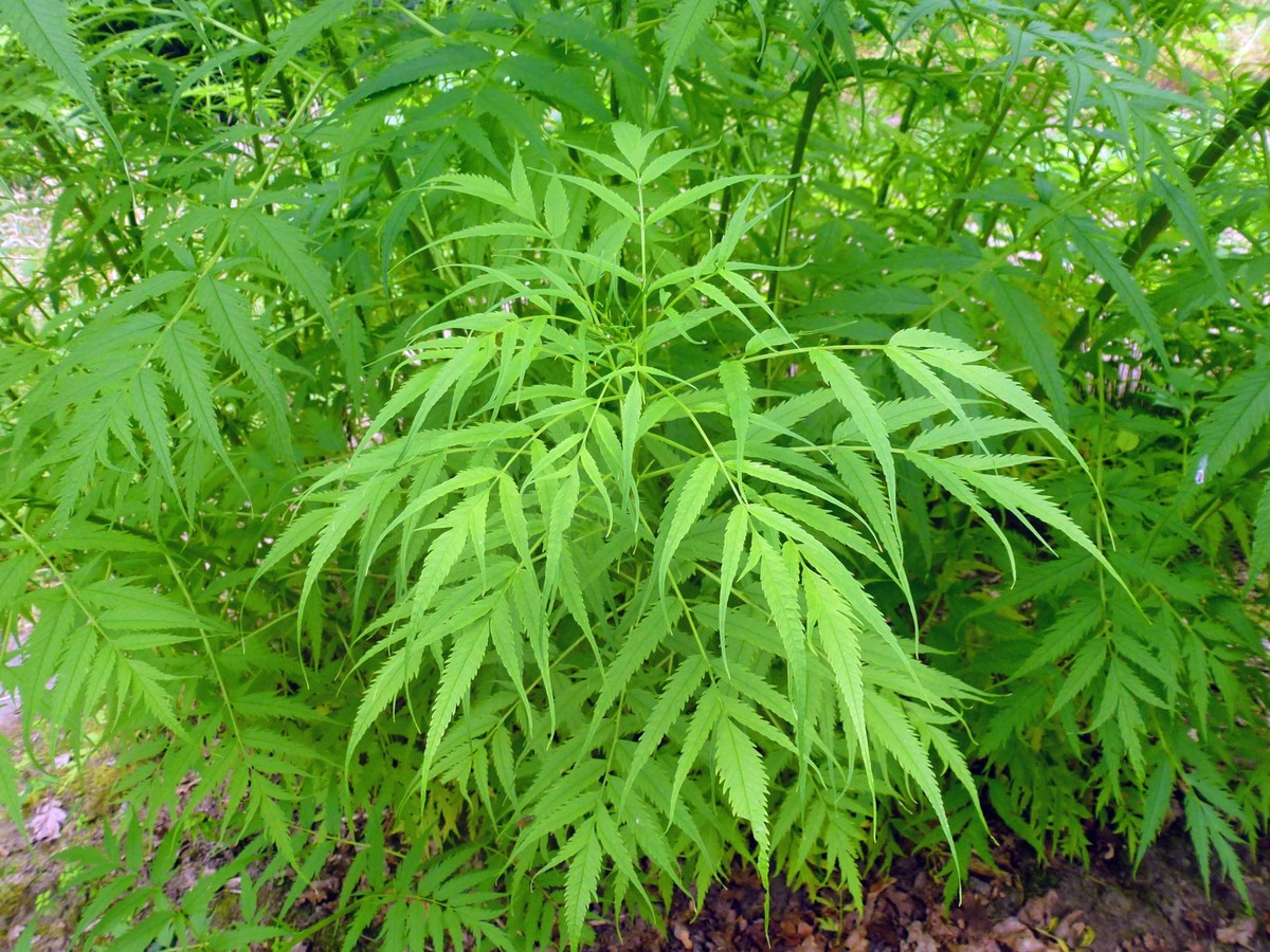 Scheinhanf, Schein-Hanf (Datisca cannabina), Blaetter Datisca (Datisca cannabina), leaves BLWS360836

Licence Hemp cannabina Leaves cannabina Leaves