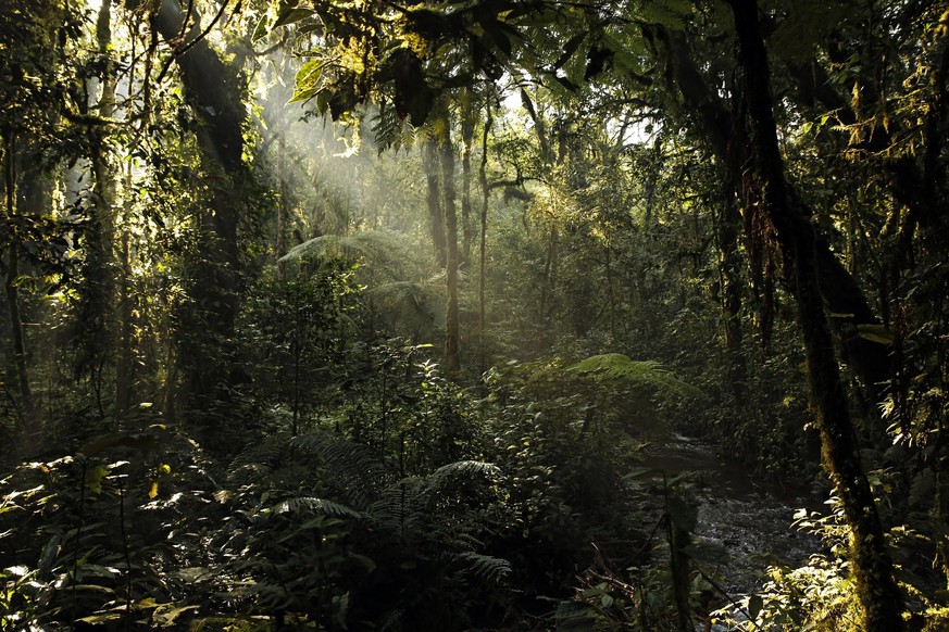 Regenwald in Uganda