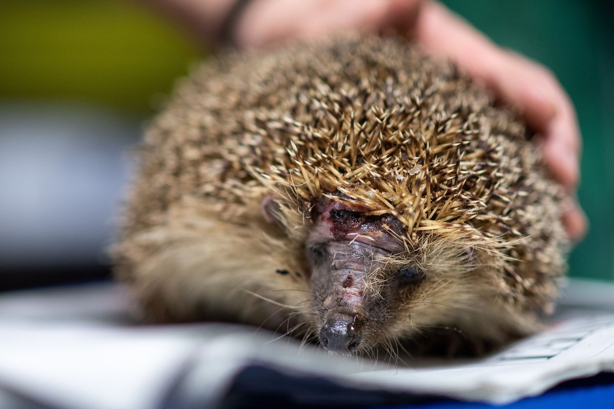 ARCHIV - 17.06.2020, Nordrhein-Westfalen, Pulheim: Ein Igel mit einer Kopfverletzung sitzt auf einer Zeitung. Das NRW-Landwirtschaftsministerium warnt vor der Gefahr durch Mähroboter. (zu dpa: «Minist ...