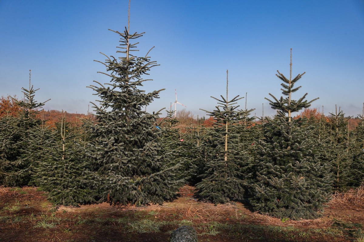 Niedersachsen, Heidekreis, Weihnachtsbaumplantage, Backhaushof in Gilten, Weihnachtsbaum, Tannenbaum, Tanne ,tannenzweig, Nordmanntanne, Nordmann-Tanne, *** Lower Saxony, Heidekreis, Christmas tree pl ...