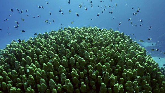 Hartkorallenkolonie Porites, ein Schwarm bunter tropischer Fische schwimmt �ber der Spitze des Korallenriffs in hellen Sonnenstrahlen, Gegenlicht Contre jour Rotes Meer, Safaga, �gypten, Afrika *** Ha ...