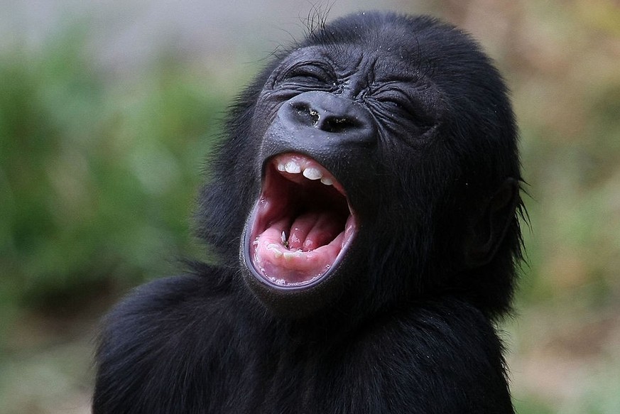 SAN FRANCISCO - JUNE 05: Hasani, a six month-old Western Lowland Gorilla, yawns as he plays in the gorilla exhibit during his first public viewing at the San Francisco Zoo June 5, 2009 in San Francisc ...