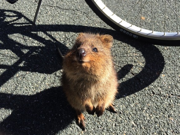 Quokkas sind mit Abstand die harmlosesten Tiere Australiens.