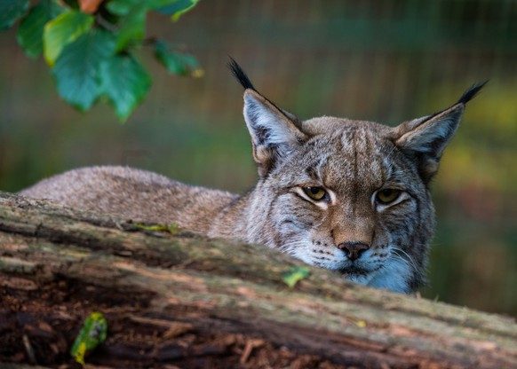 ARCHIV - 16.10.2017, Hessen, Kronberg: ILLUSTRATION - Ein Luchs sitzt im Opel-Zoo hinter einem Baumstamm in seinem Gehege. (zu dpa: �Luchse wandern in Rheinland-Pfalz gen�Norden�) Foto: Andreas Arnold ...