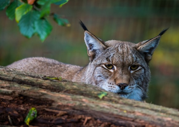 ARCHIV - 16.10.2017, Hessen, Kronberg: ILLUSTRATION - Ein Luchs sitzt im Opel-Zoo hinter einem Baumstamm in seinem Gehege. (zu dpa: �Luchse wandern in Rheinland-Pfalz gen�Norden�) Foto: Andreas Arnold ...