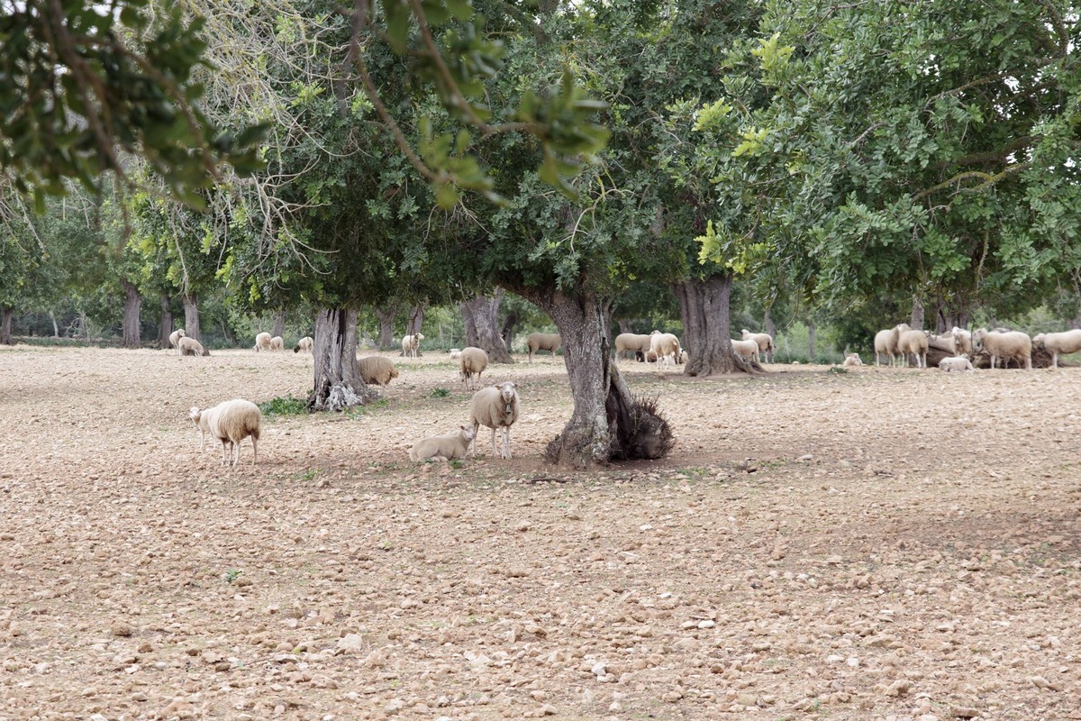 Mallorca, Landschaft, Schafe, Olivenbaum, landestypisch, Blick auf eine Herde Schafe im Frühling auf Mallorca Majorca, landscape, sheep, olive tree, typical of the country, view of a flock of sheep in ...