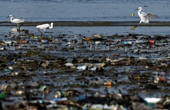 TOPSHOT - Herons walk amid garbage, including plastic waste, at the beach of Costa del Este, in Panama City, on April 19, 2021. - Every two weeks, Marine Biology students descend about five meters in  ...