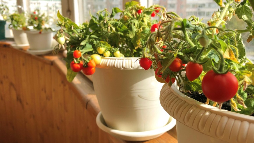 Obst und Gemüse selbst zu Hause anbauen So klappt es in der Wohnung