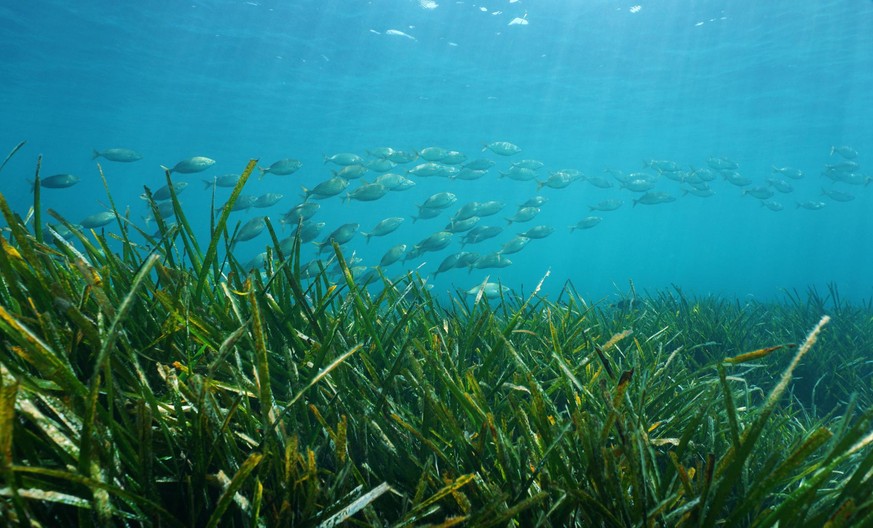 Ein grüner Unterwasser-Snack-Garten: Seegras auf dem Meeresgrund. 