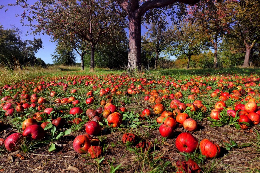 Autumn has come and apples drop from their tree to the ground. Strangely not even those are collected by passer-byes as obviously only apples wrapped in plastic seem to be acceptable to the consumer.