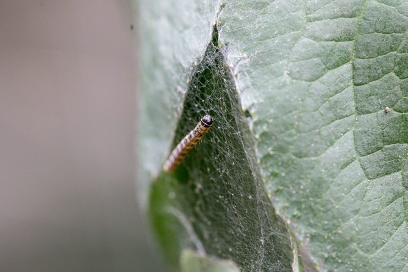 Koeln Gespinstmotte, Symbolfoto Gespinstmotte, Symbolfoto von Spinnweben und Raupen *** Koeln Gespinstmotte Symbolfoto Gespinstmotte Symbolfoto of cobwebs and caterpillars Copyright: xBenjaminxHorn/xE ...