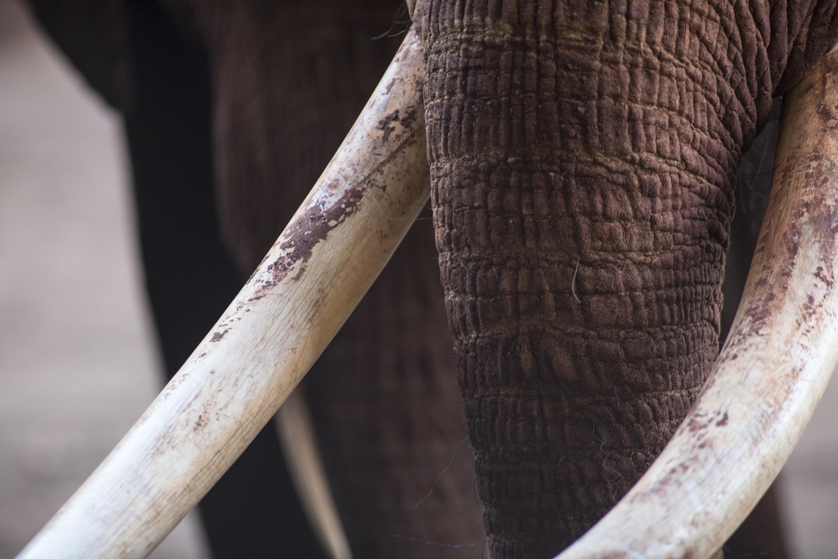 Elephant tusks