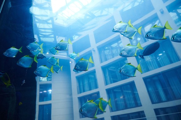 In dem Riesen-Aquarium lebten demnach etwa 1500 tropische Fische in einem echten Korallenriff.