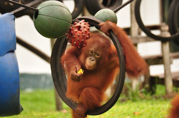 HANDOUT - 24.11.2014, Indonesien, Kalimantan: Die von der BOS (Borneo Orangutan Survival) Foundation zur Verfügung gestellte Aufnahme zeigt den Orang-Utan Ben im Alter von vier Jahren auf dem Spielpla ...