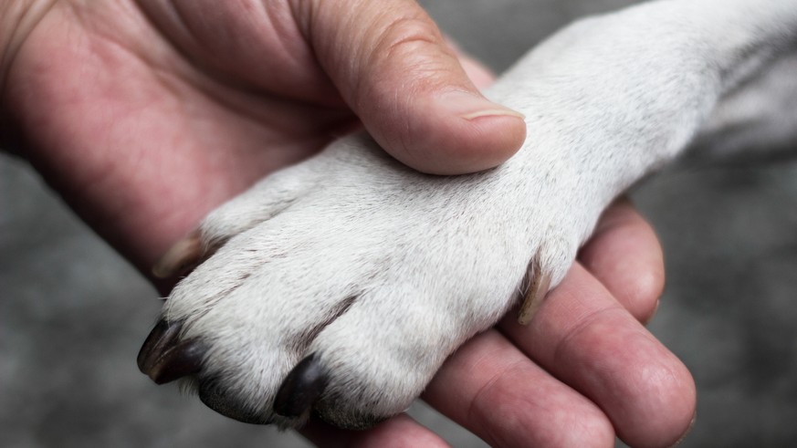 Tiere Berühmter ShowHund gestorben so trauern die Fans watson
