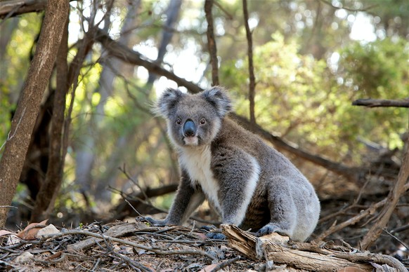 Die Buschfeuer von August 2019 bis März 2020 haben den Koalas schwer zugesetzt.