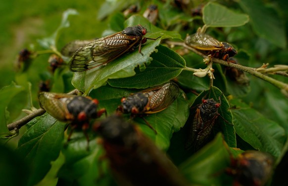 ARCHIV - 17.05.2021, USA, Chevy Chase: Ausgewachsene Zikaden sitzen auf einer Pflanze. (zu dpa &quot;Forscher: Mitte und Südosten der USA steht Zikadenschwemme bevor&quot;) Foto: Carolyn Kaster/AP/dpa ...