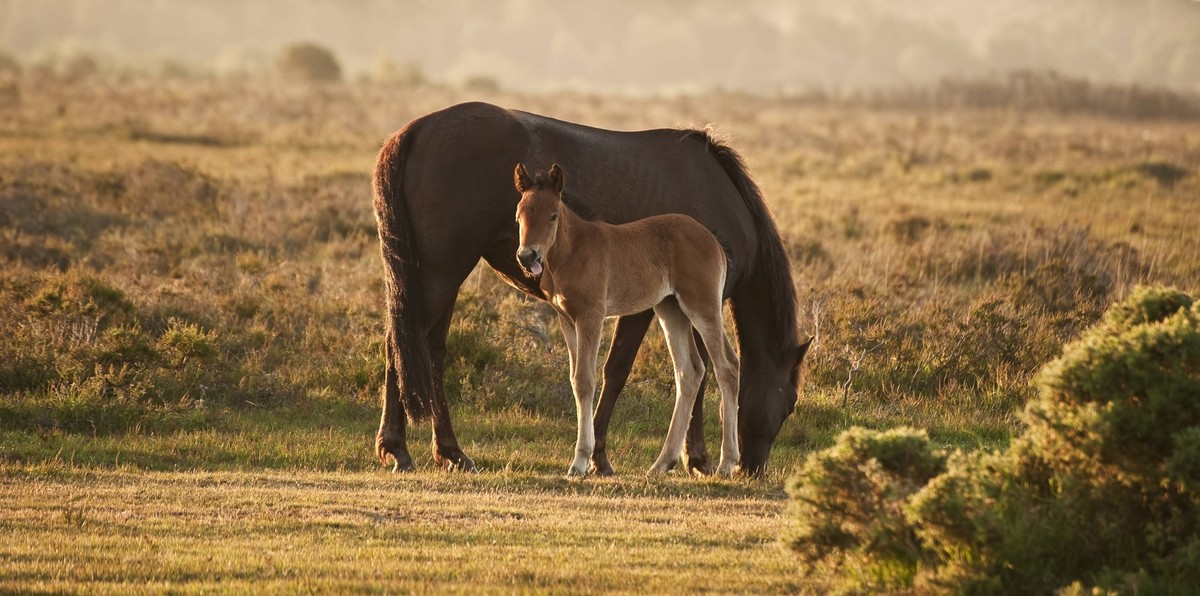 New Forest pony and foal in early morning landscape light PUBLICATIONxINxGERxSUIxAUTxONLY ING_19067_00553