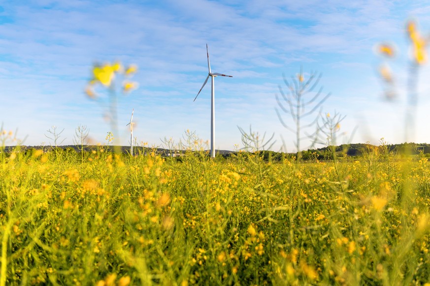 Pinwheel in the background on a rape field with blue sky