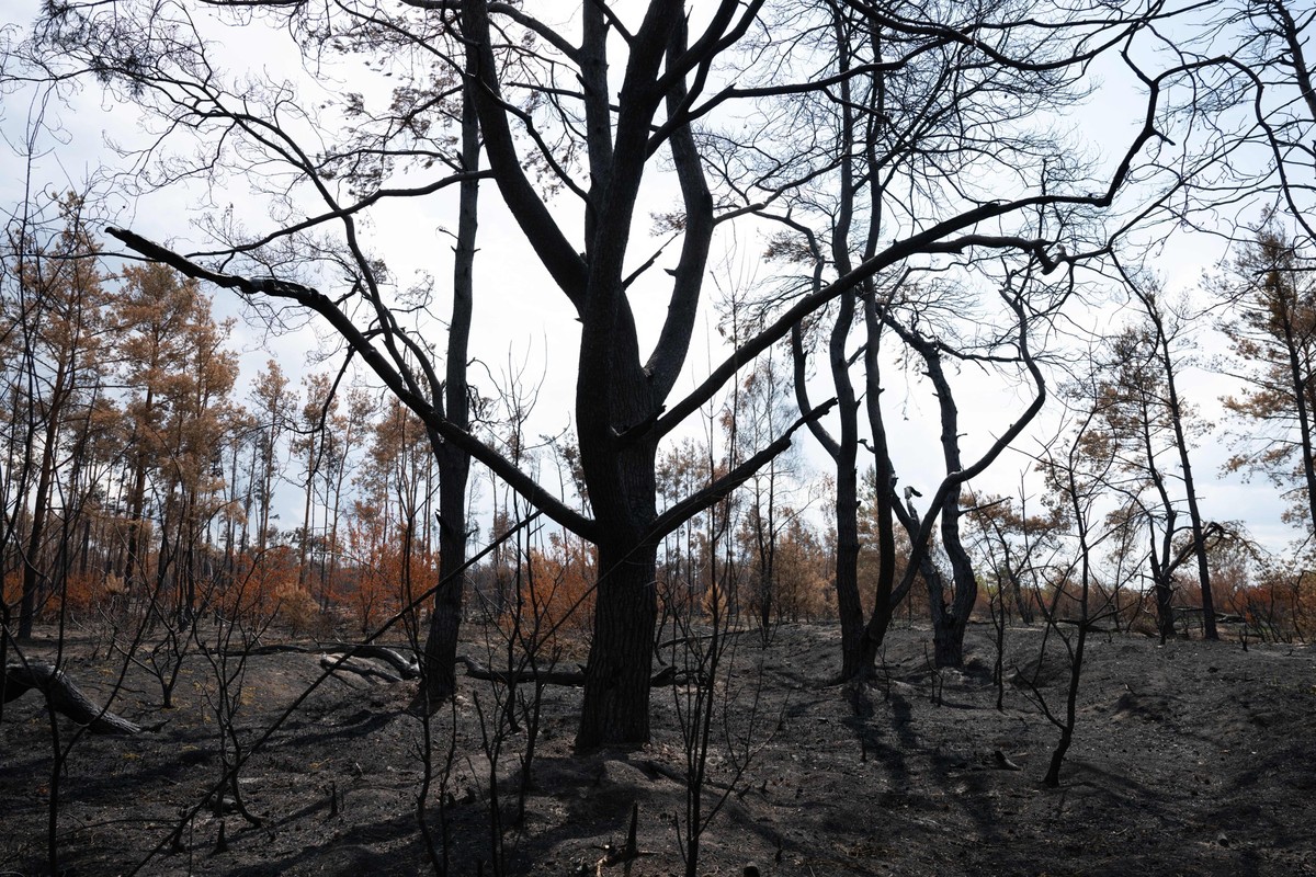 25.07.2025, Sachsen, Zeithain: Brandschäden des Waldbrandes in der Gohrischheide. Rund 2.400 Hektar des Naturschutzgebietes waren vom größten Waldbrand der vergangenen Jahrzehnte in Sachsen betroffen. ...