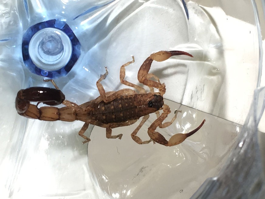 Schweizer erlebt exotische Überraschung nach Heimkehr von Bali