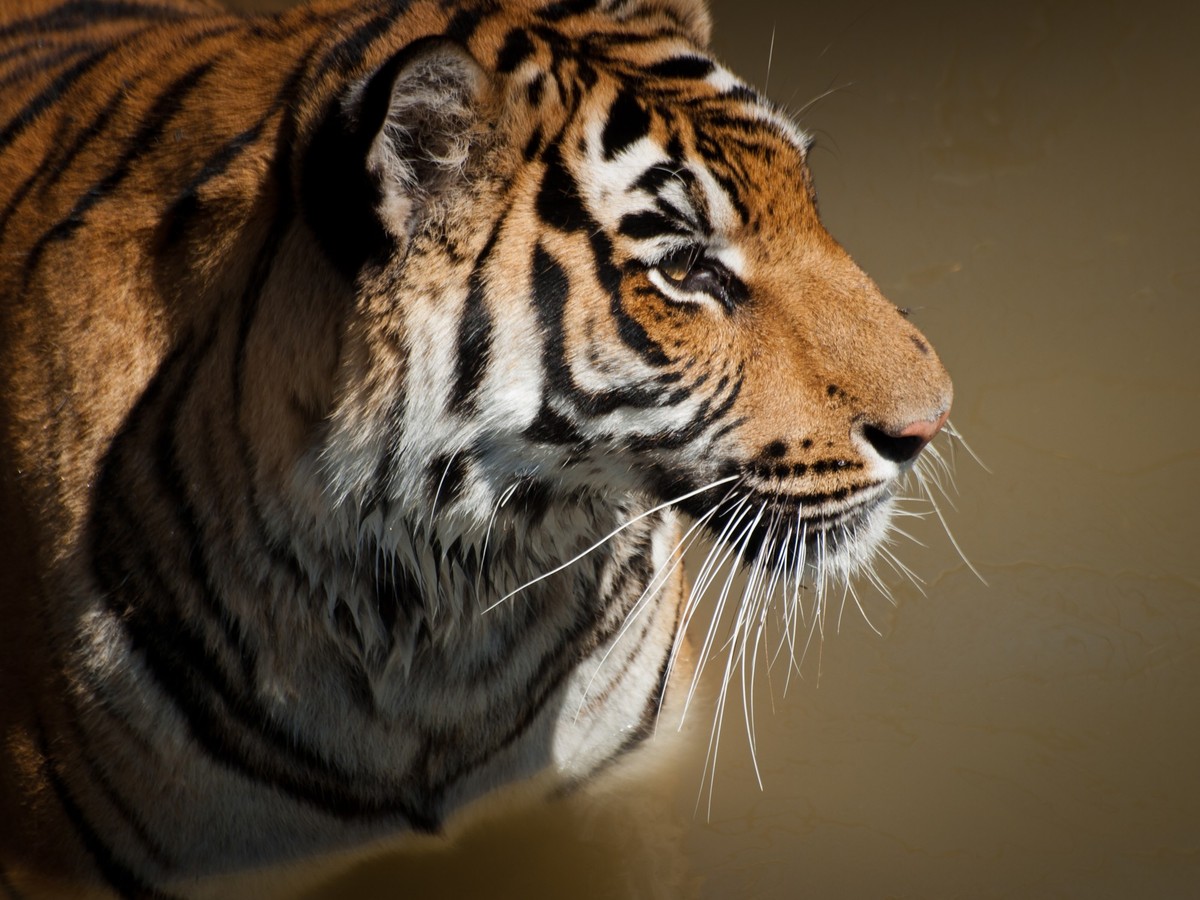 Close up of tiger in captivity. Model Released Property Released xkwx Animals Domestic Animal Face Liquid Nature Orange Pet Portrait Transportation Water White Wild animal Wild life Yellow angry anima ...