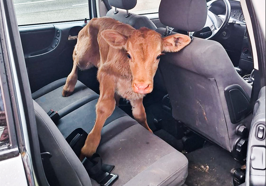 Die Polizist:innen staunten nicht schlecht über den tierischen Mitfahrer des Mannes.