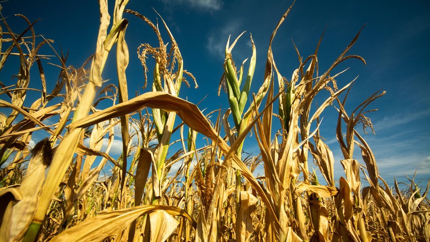 Corn Harvest Amid Drought Season a field of corn on a farm in wesseling, Germany on August 30, 2022 and as the drought is costing yields Wesseling Germany PUBLICATIONxNOTxINxFRA Copyright: xYingxTangx ...