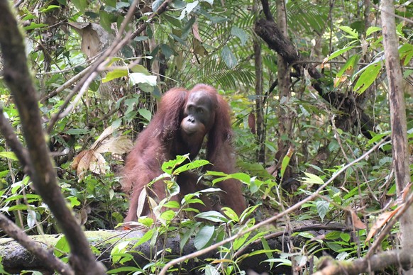 HANDOUT - 19.11.2022, Indonesien, Bukit Baka Bukit Raya: Die von der BOS (Borneo Orangutan Survival) Foundation zur Verfügung gestellte Aufnahme zeigt den Orang-Utan Ben bei seiner Auswilderung im Buk ...