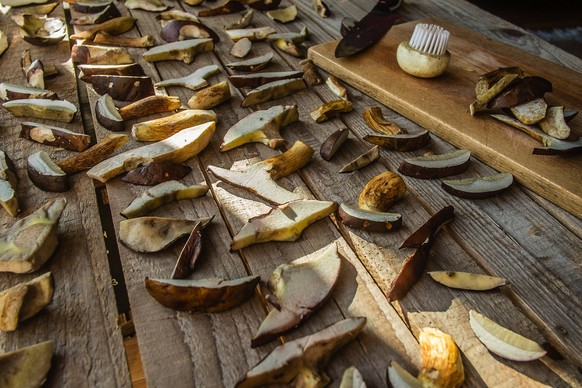 Steinpilze Boletus edulis liegen auf einem Holztisch zum Trocknen. Baden Württemberg, Deutschland. Steinpilze werden getrocknet Boletus edulis porcini lie on a wooden table to dry Baden Württemberg, G ...