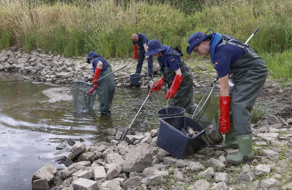 Freiwillige fischten tonnenweise stinkende Kadaver aus der Oder.