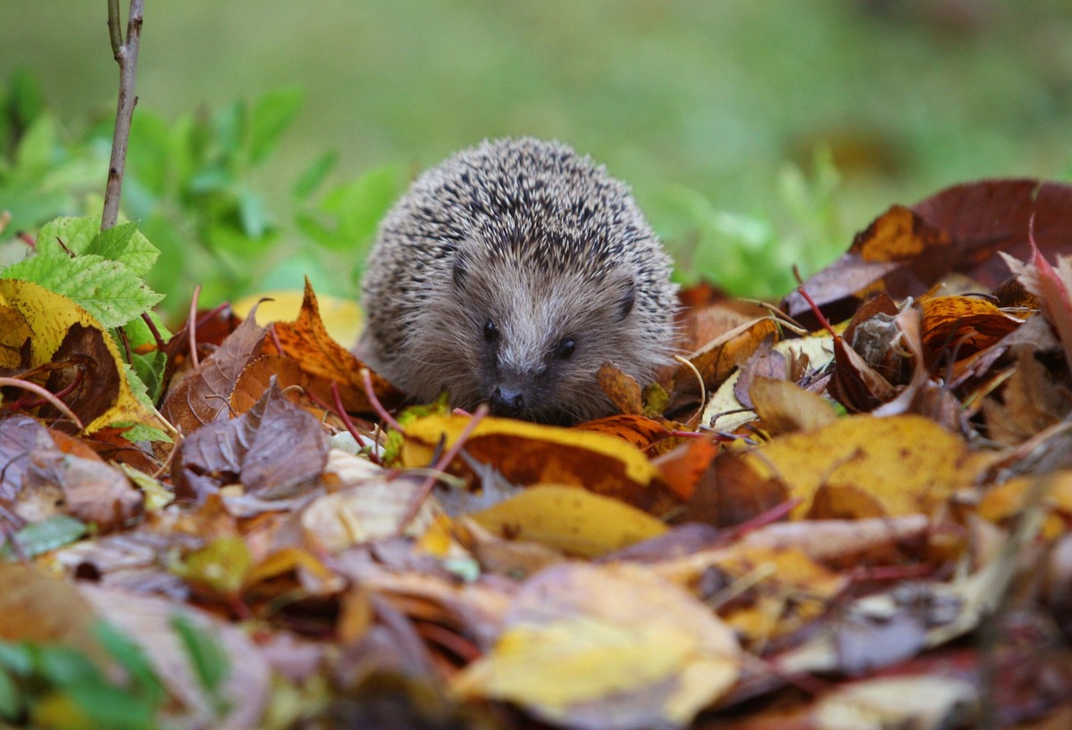ARCHIV - 11.11.2007, Bayern, Kaufbeuren: Ein Igel läuft durch das Laub in einem Garten. (zu dpa: «Igel jetzt besonders aktiv - Tierstationen päppeln viele auf») Foto: Karl-Josef Hildenbrand/dpa/dpa-tm ...