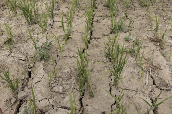 PIEDMONT, ITALY - JUNE 23: A rice crop suffering from lack of water in the countryside of Casale Monferrato, in the Province of Alessandria, Piedmont, on June 23, 2022. Rice needs to grow in immersion ...