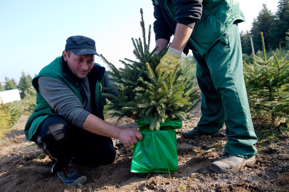 Zwei Mitarbeiter des Werderaner Tannenhofs verpacken am 27.10.2015 auf einer Plantage in Werder (Brandenburg) eine Rotfichte im Topf. Foto: Inga Kjer