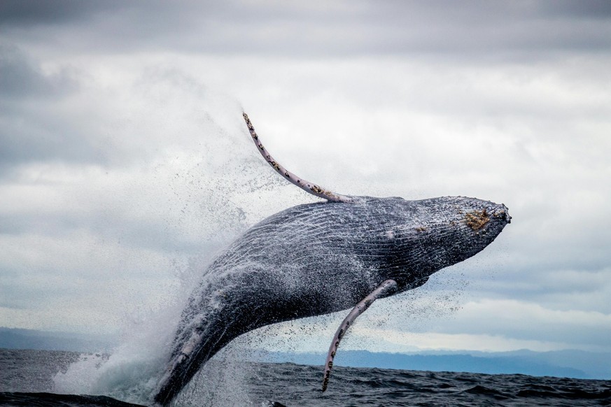 Vor allem für die indigenen Völker im Südpazifik haben Wale eine besondere Bedeutung.