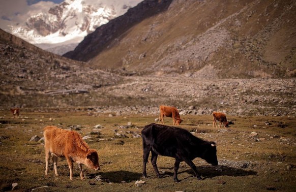 Cattle is seen near the Palcaraju mountain at the Huascaran National Park, in Huaraz, northeastern Peru, on May 23, 2022. - Saul Luciano Lliuya, a farmer and tourist guide of the Cordillera Blanca of  ...