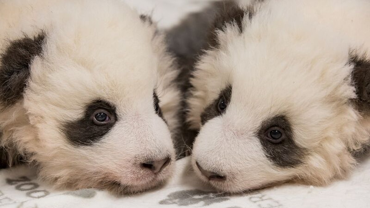 Pandas Zoo Berlin Zeigt Neue Bilder Von Babybaren Die Sind Einfach Zucker Watson