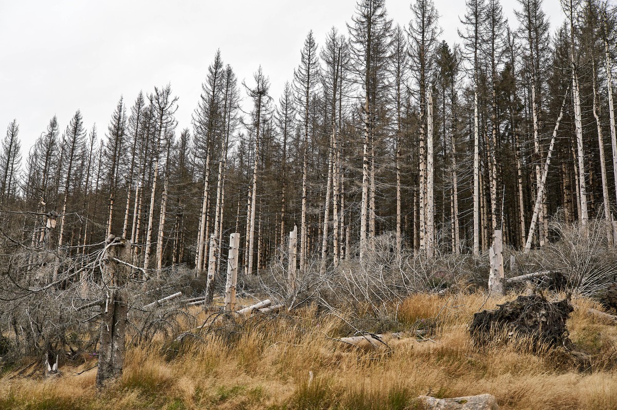 Waldsterben im Harz. Im Nationalpark und gesamten Harz sterben Fichtenforste in großem Umfang ab, zumeist in der letzten Stufe durch die Borkenkäfer dahingerafft. Torfhaus, 06.09.2020 *** Forest dieba ...