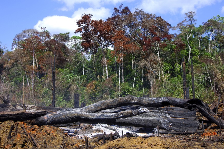 Brandrodung im Amazonas-Regenwald, Brasilien, Amazonasgebiet | slash and burn cultivation in the Amazon rain forest, Brazil, Amazon region | Verwendung weltweit