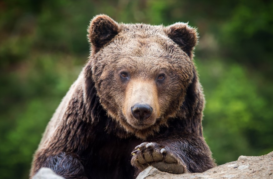 Wie ein Dreijähriger im Wald verloren ging und von einem Bären beschützt wurde 