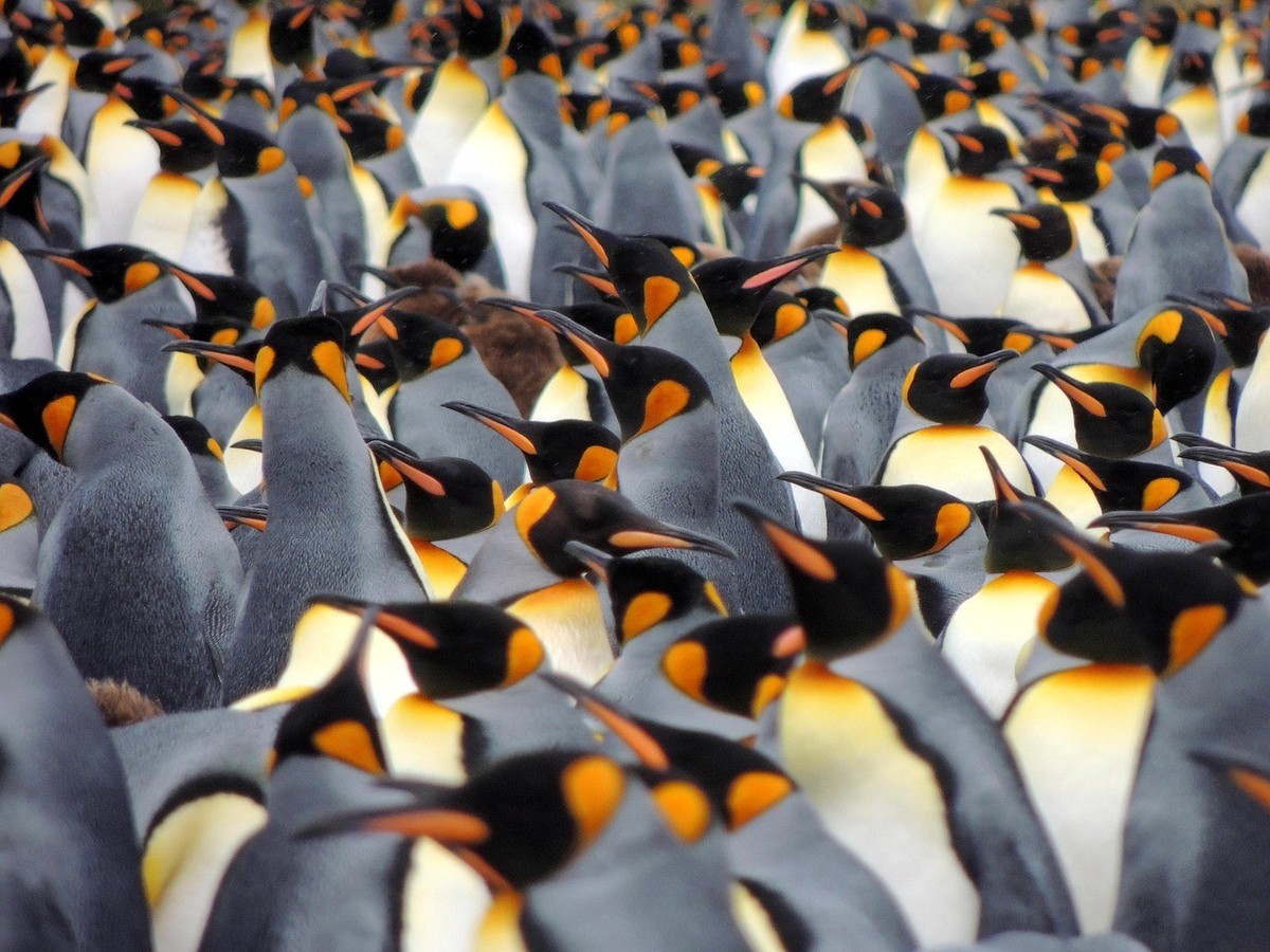 Südgeorgien ist eine der wichtigsten Brutgebiete für Königspinguine.