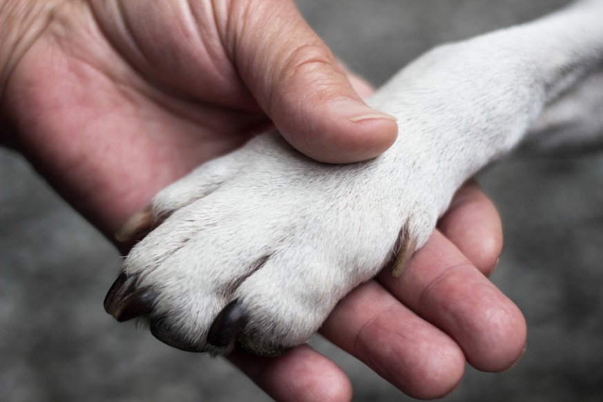 Dog´s paw and woman´s hand, true friends