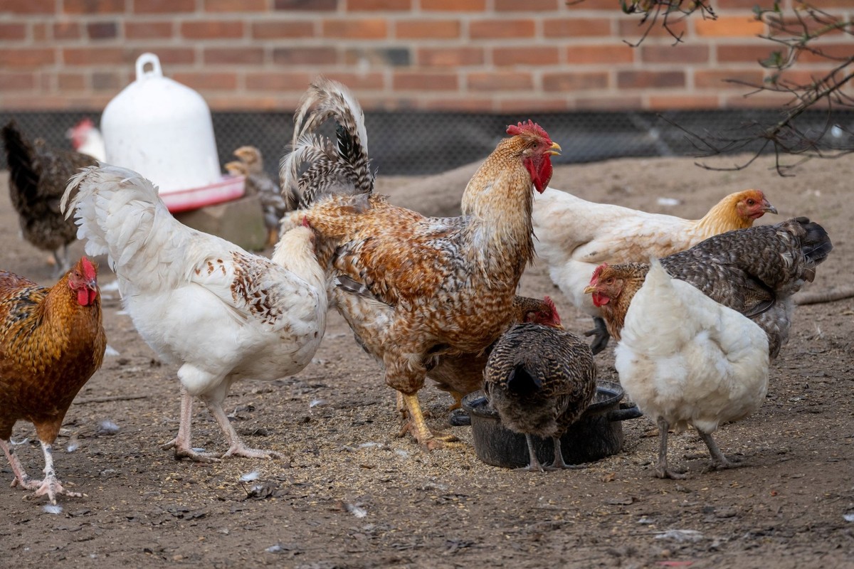 Haltungs- und Umweltkriterien sind bei Naturland-Produkten strenger als bei EU-Bio-Standards.