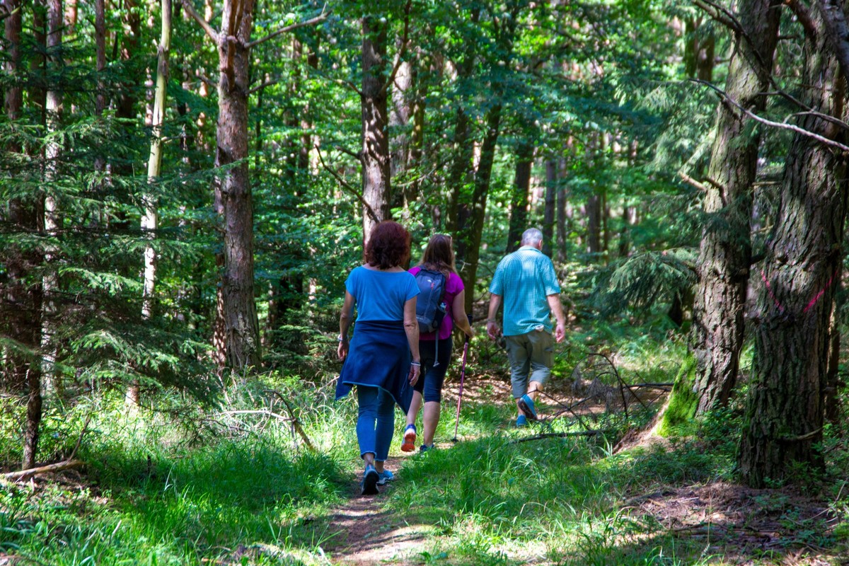 Gruppe von Wanderern im Pfälzerwald auf dem Weg zur Hellerhütte *** Group of hikers in the Palatinate Forest on the way to the Heller Hut Copyright: xx