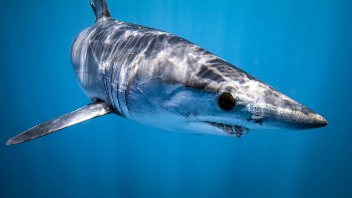 Mexico, Baja California, Underwater view of shortfin mako shark Isurus oxyrinchus, TOVF00346