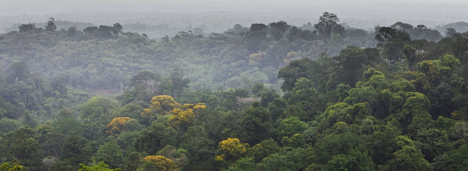South America, Amazon Rainforest PUBLICATIONxINxGERxSUIxAUTxONLY Copyright: SandroxDixCarloxDarsa B37617117