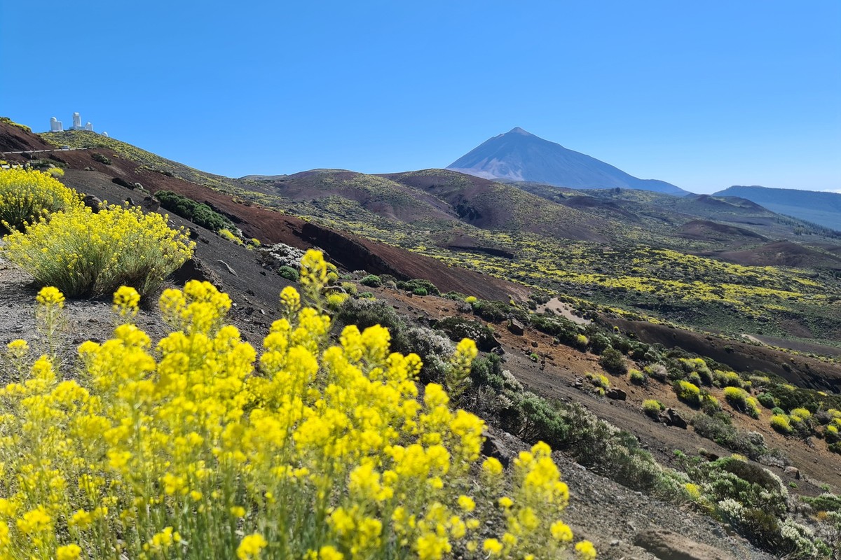 ARCHIV - Bl�tenmeer am Teide: Auf fruchbarem Vulkanboden gedeihen viele ansehnliche, aber auch seltene Pflanzen. Foto: Isabelle Modler/dpa-tmn - Honorarfrei nur f�r Bezieher des dpa-Themendienstes +++ ...