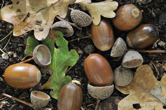 Stieleiche Quercus robur, Stieleiche, Franz�sische Eiche Nahaufnahme von Eicheln auf dem Waldboden *** Stieleiche Quercus Robur , English oak, French Oak Close-up from Acorns at the Forest soil Copyri ...